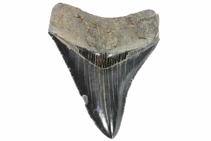 Serrated, Fossil Megalodon Tooth - Georgia #78214